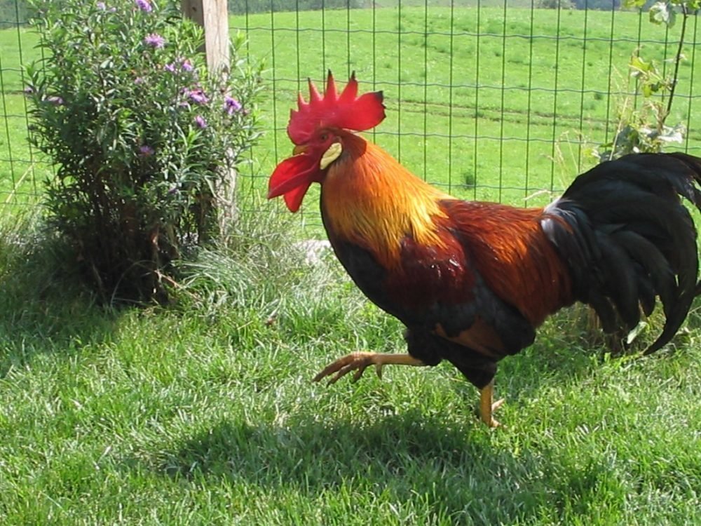 Impressionen vom Wieserhof in Südtirol
