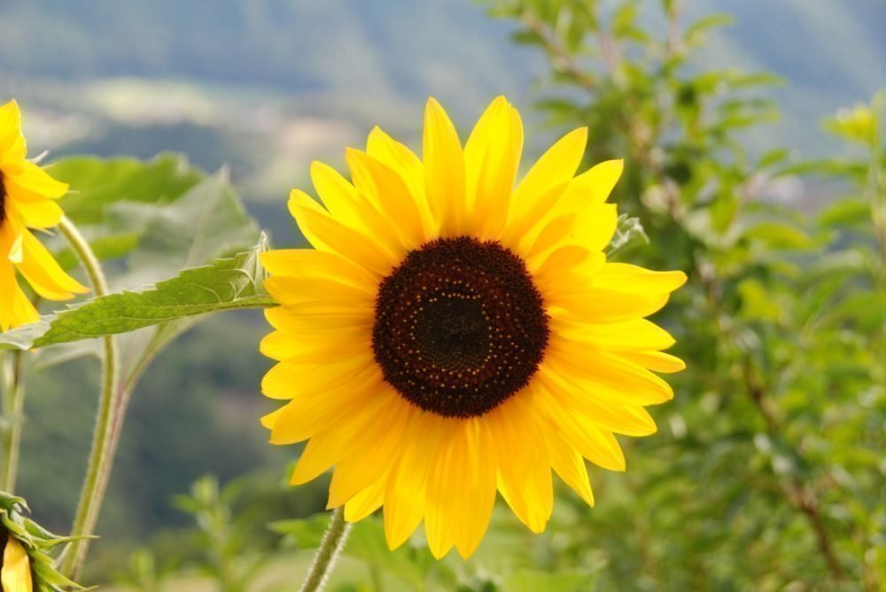 Impressionen vom Wieserhof in Südtirol