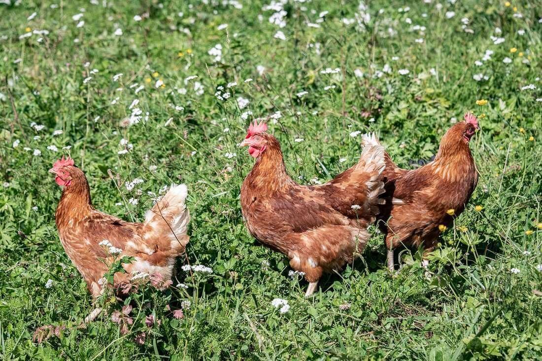 Impressionen vom Wieserhof in Südtirol