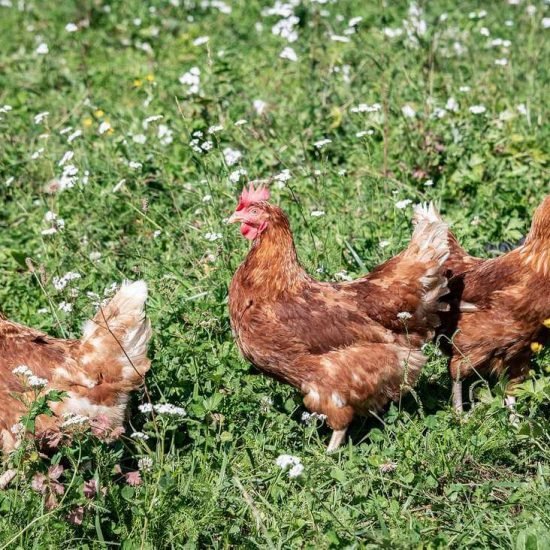 Impressioni di Wieserhof a Fiè allo Sciliar