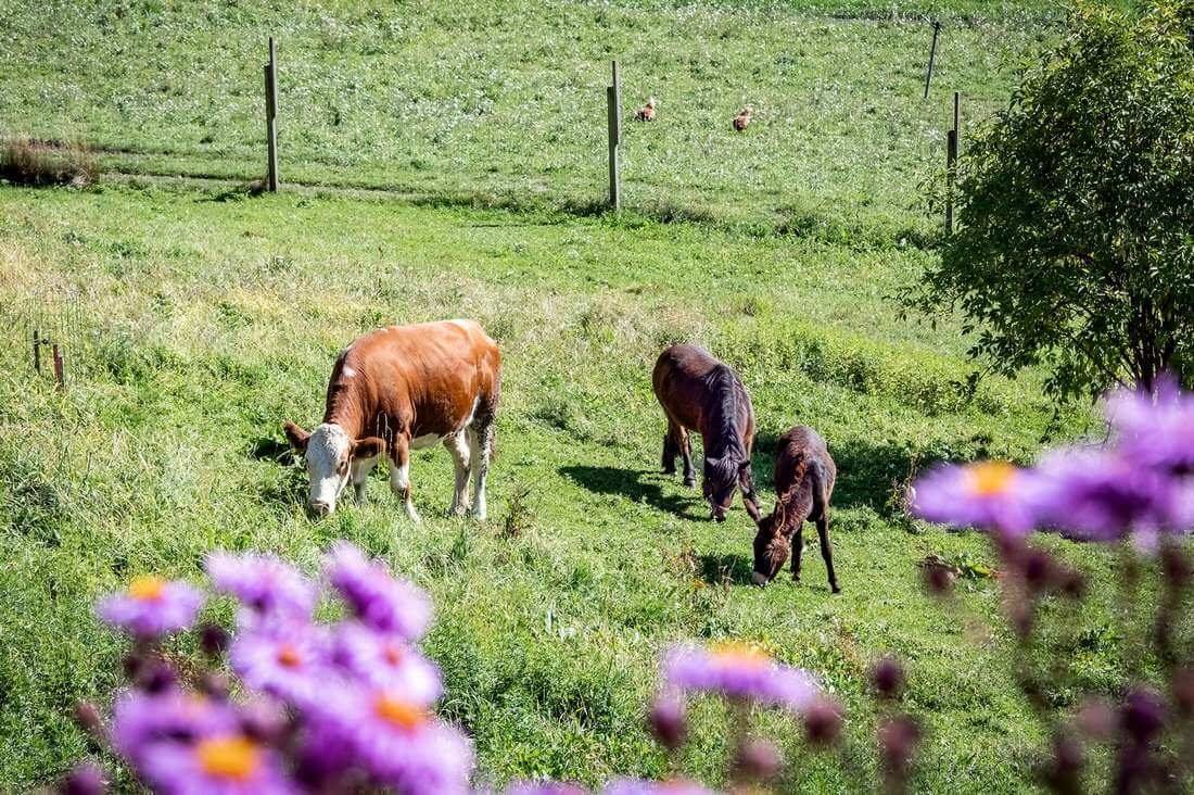 Impressionen vom Wieserhof in Südtirol
