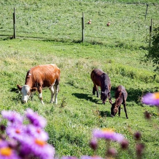 Impressions of Wieserhof in South Tyrol