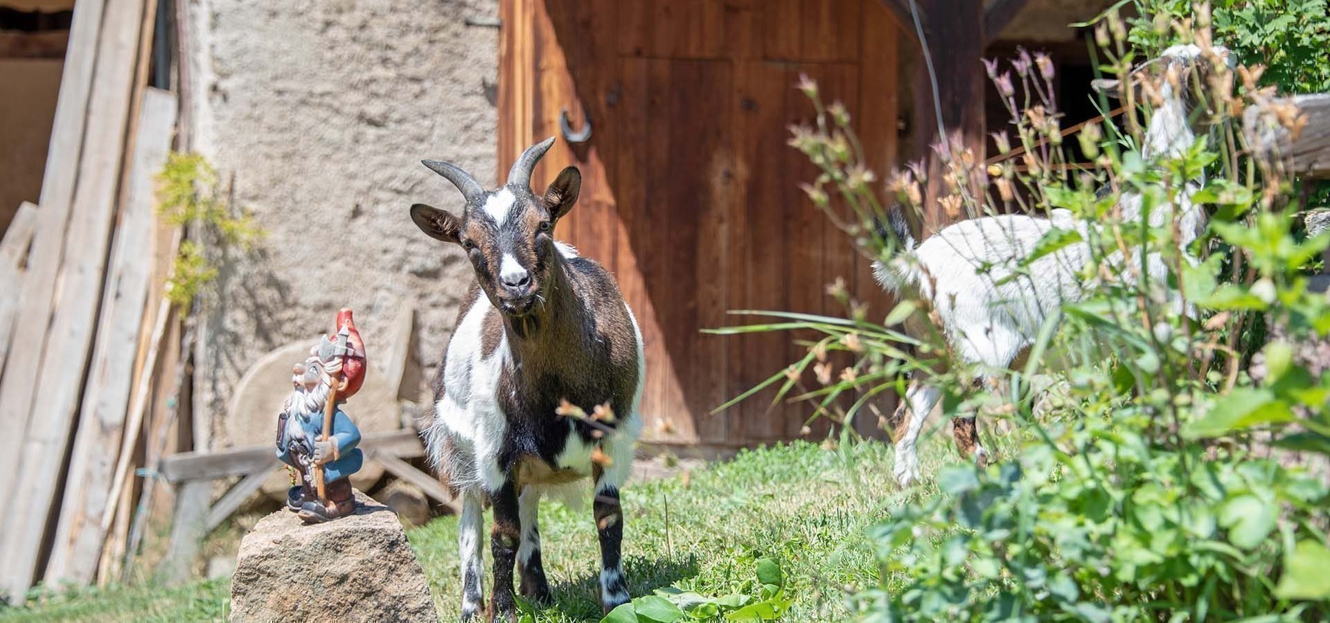 Kinderurlaub in Südtirol auf dem Bauernhof in den Dolomiten