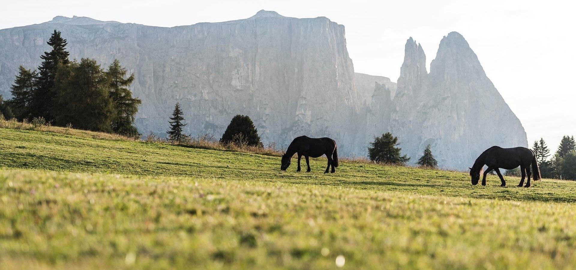 Sommerurlaub in den Dolomiten – Wanderurlaub Seiser Alm