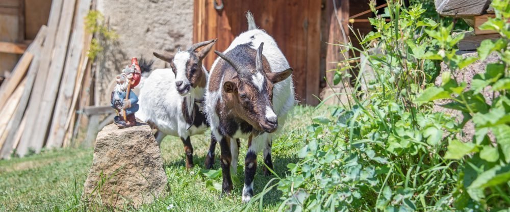 Dolomiten Urlaub auf dem Bauernhof mit der ganzen Familie