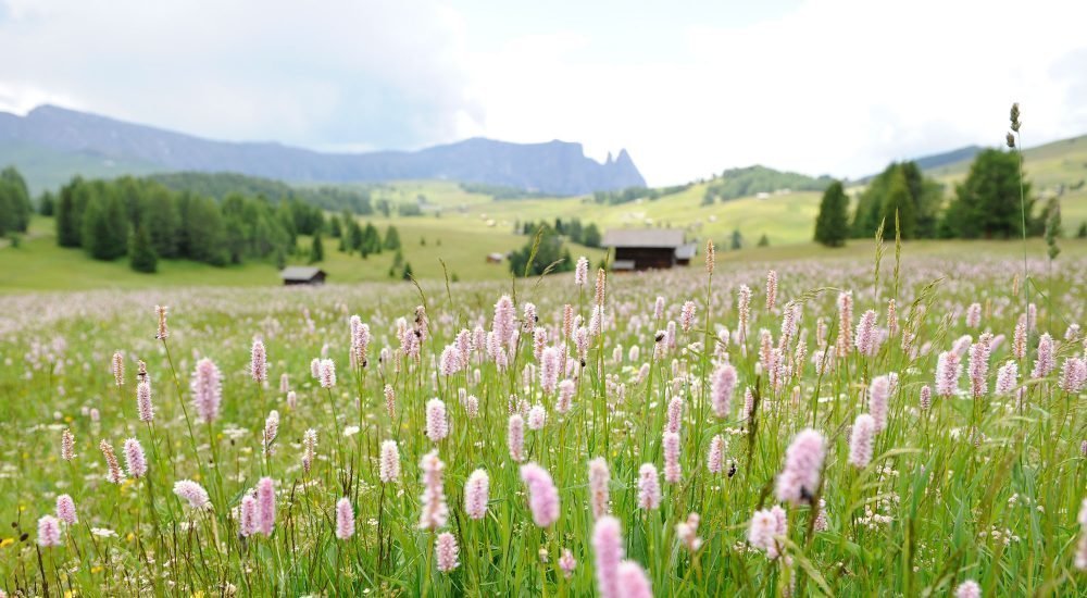 Wanderurlaub Seiser Alm